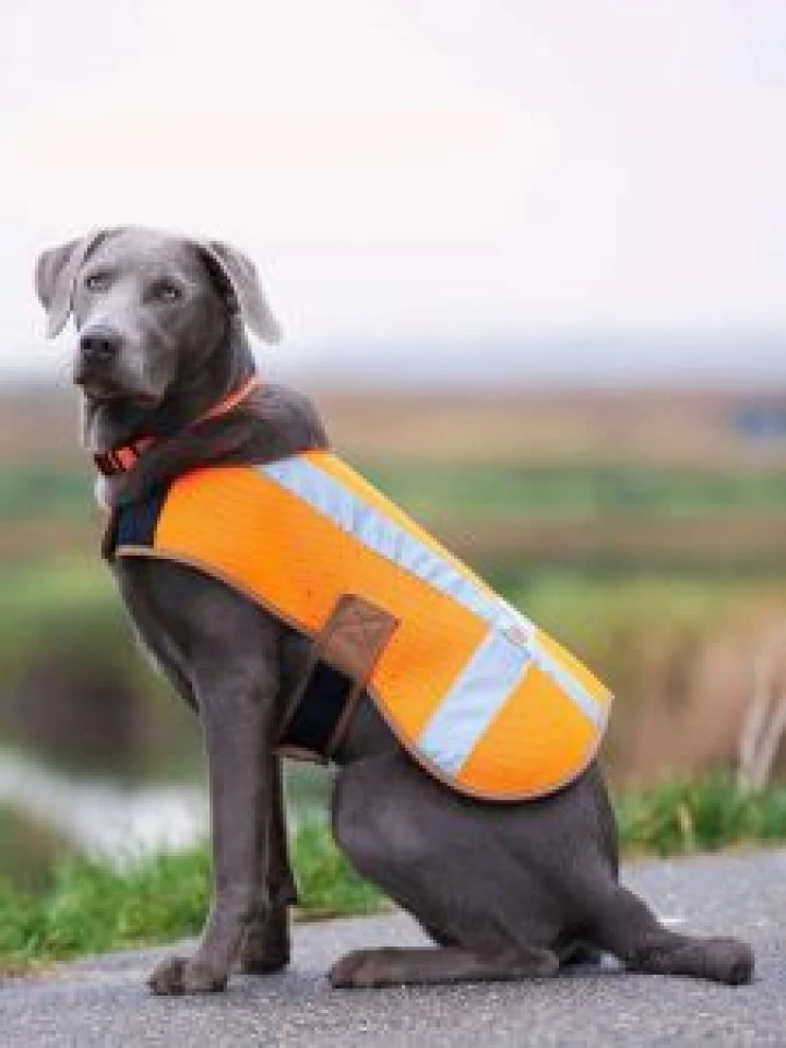 Carhartt P000342 Dog Safety Vest