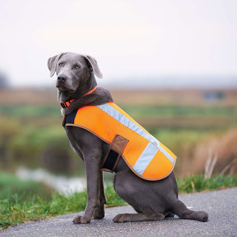 Carhartt dog hunting vest outlet
