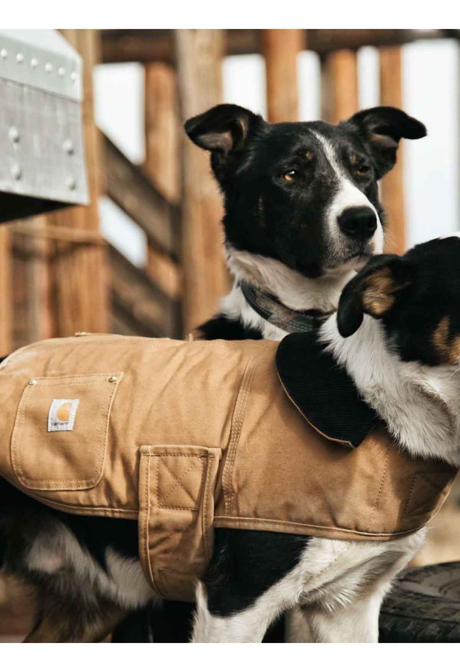 Carhartt dog sweater outlet