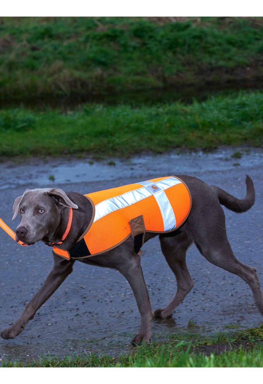 Orange dog safety vest best sale