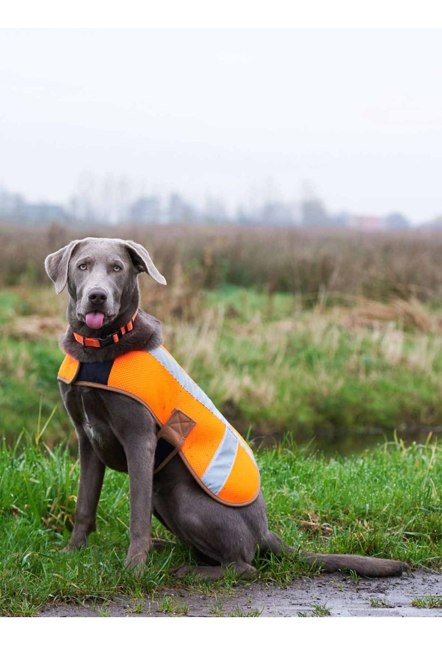 Orange safety vest for dogs outlet