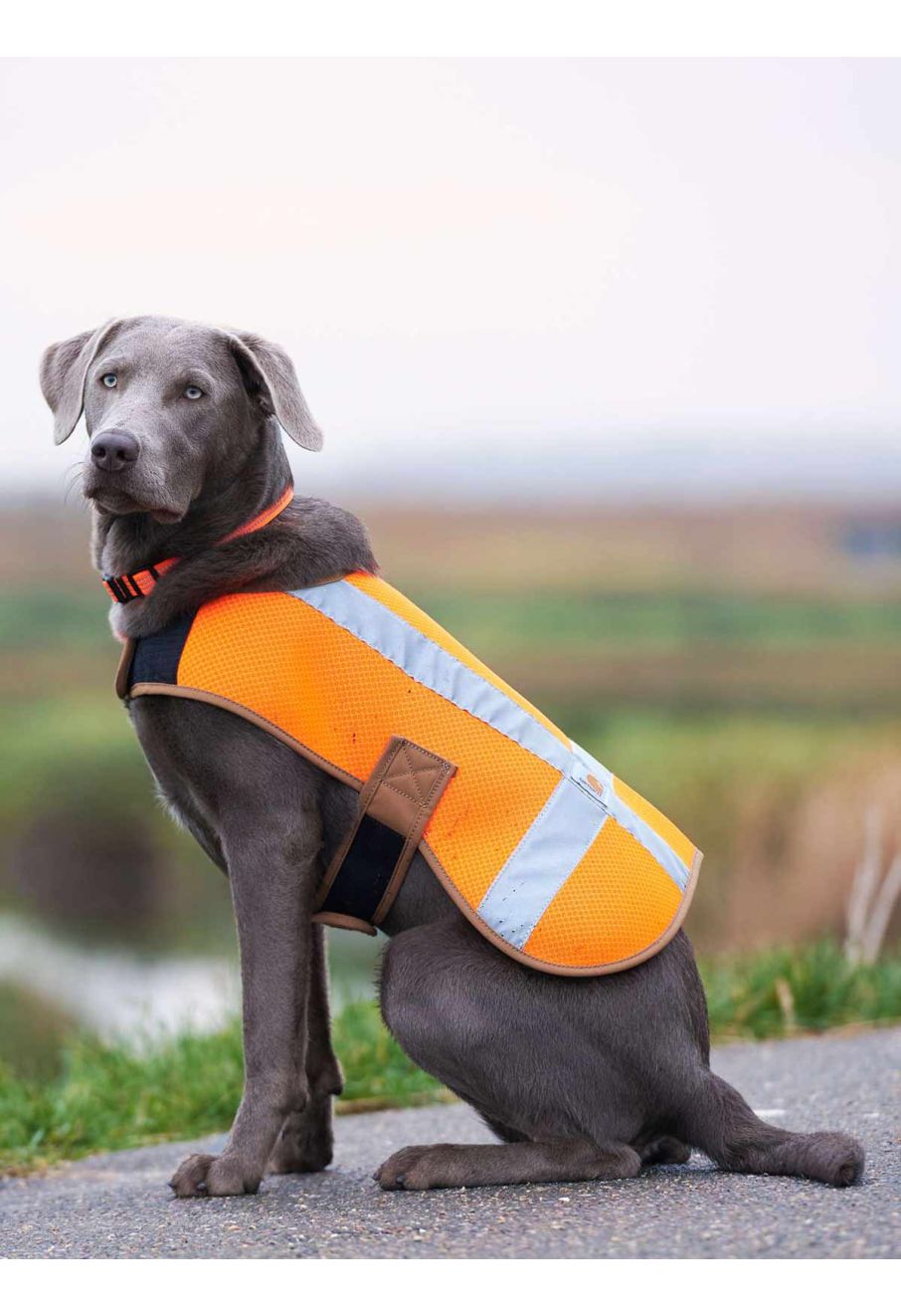Carhartt P000342 Dog Safety Vest Hunter Orange 822