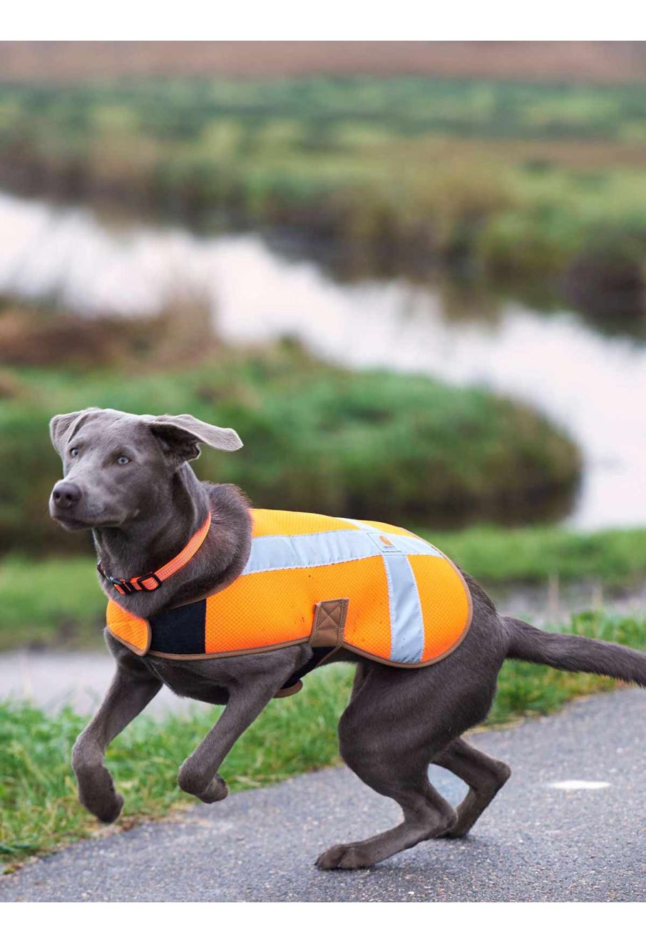 Carhartt P000342 Dog Safety Vest Hunter Orange 822